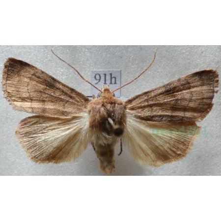 Xestia sexstrigata (Haworth, 1809) Rolnica sześciokreska Czech91h